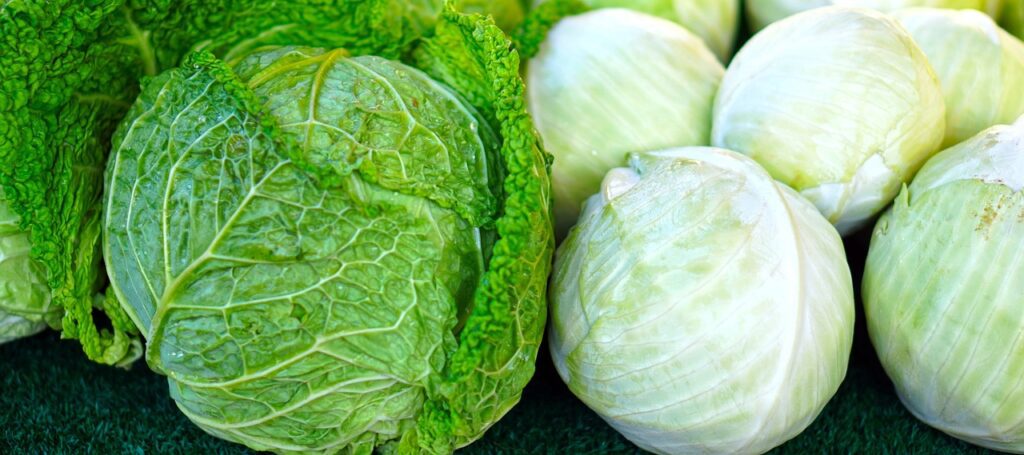 cabbage, vegetables, food-4546444.jpg